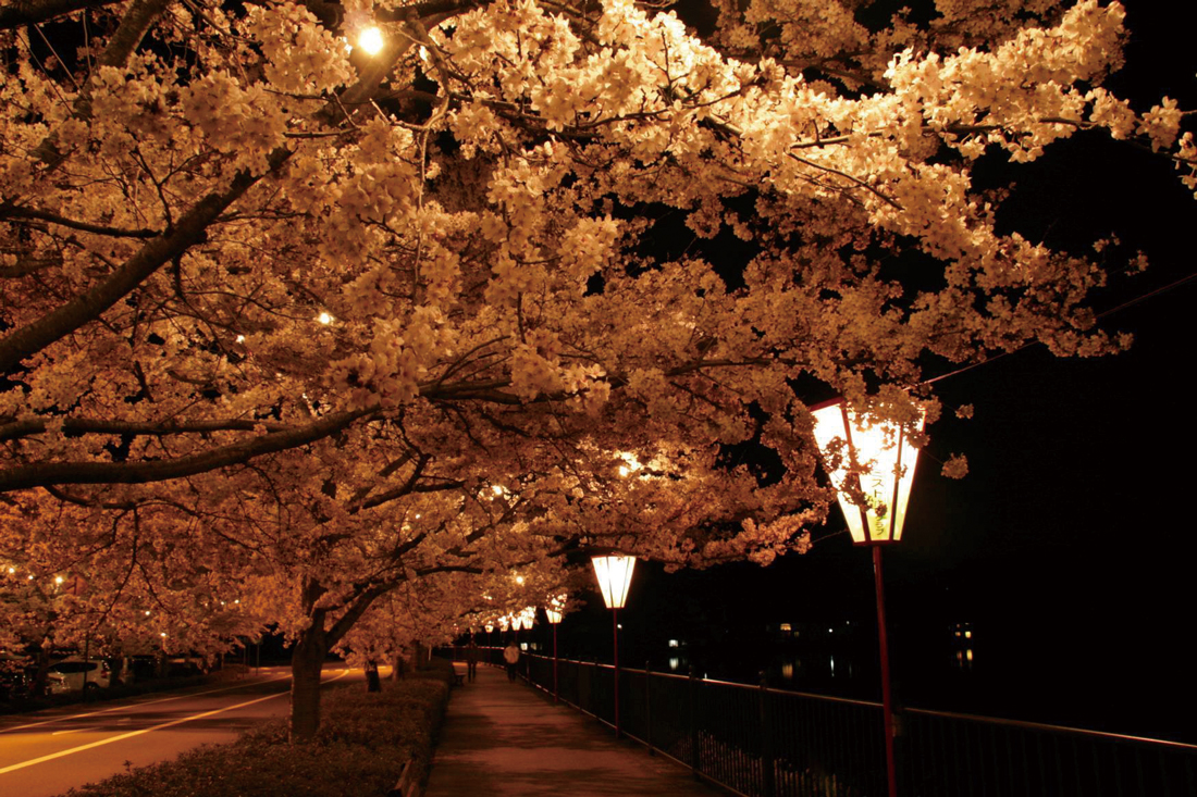 【廣島】賞櫻景點 上野公園 3 Cmyk