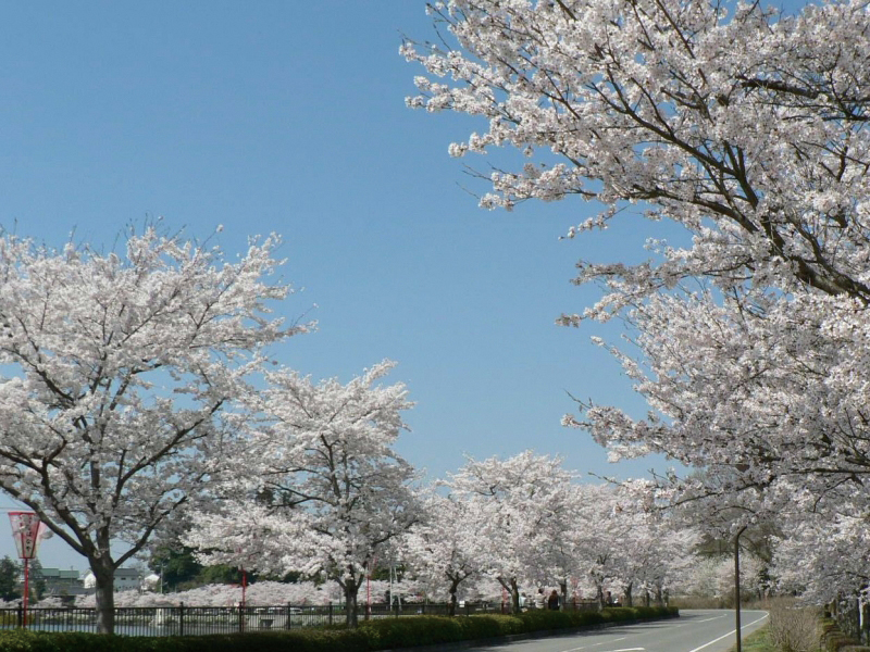 【廣島】賞櫻景點 上野公園 6 Cmyk
