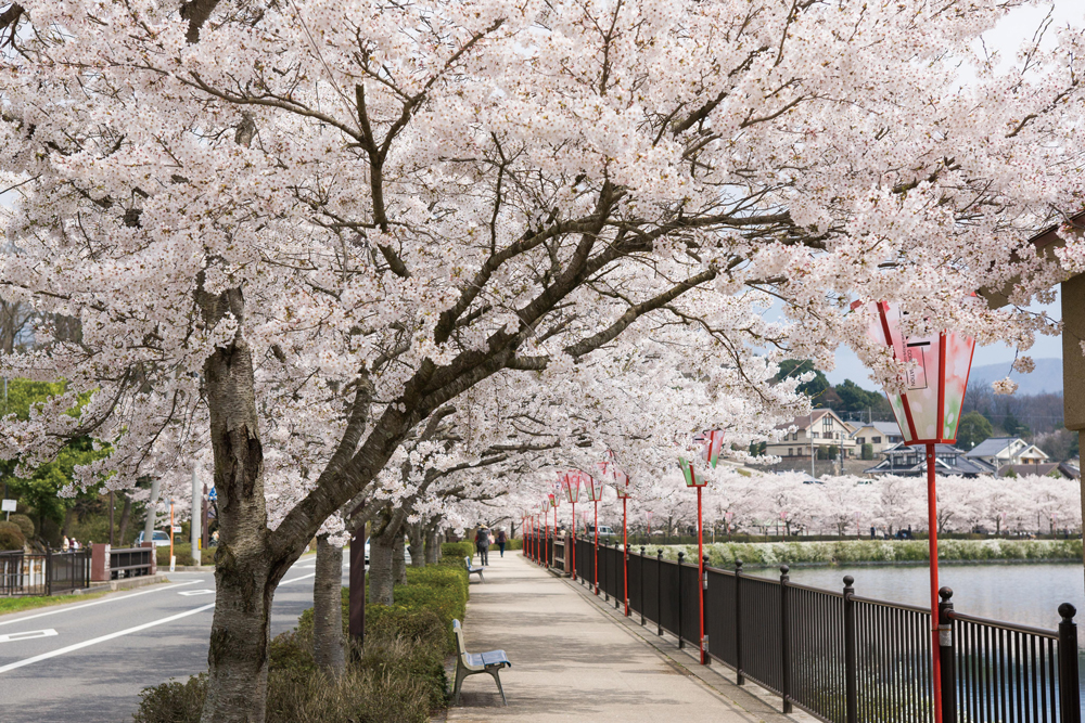 【廣島】賞櫻景點 上野公園 (8) Cmyk