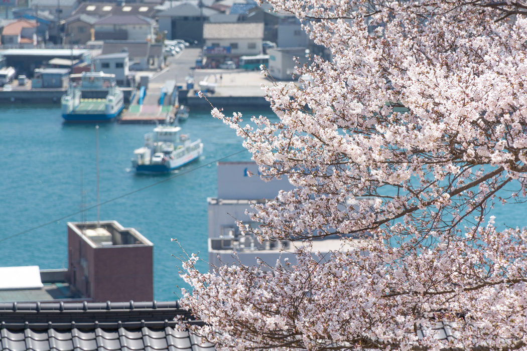 【廣島】賞櫻景點 千光寺公園 2 Cmyk