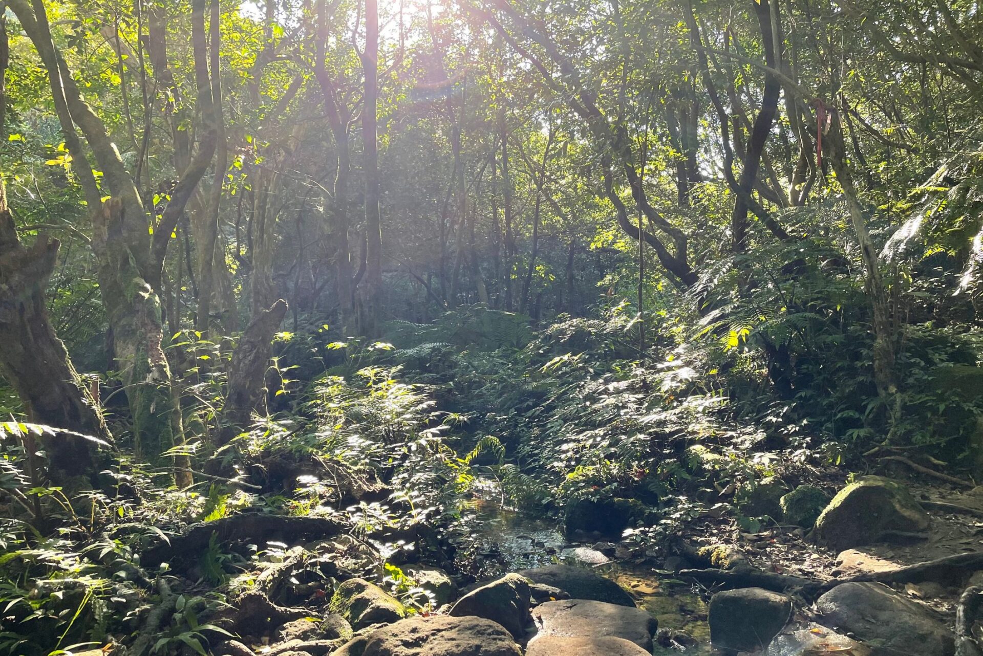 圖4 臺北大縱走第四段 雙溪溝古道