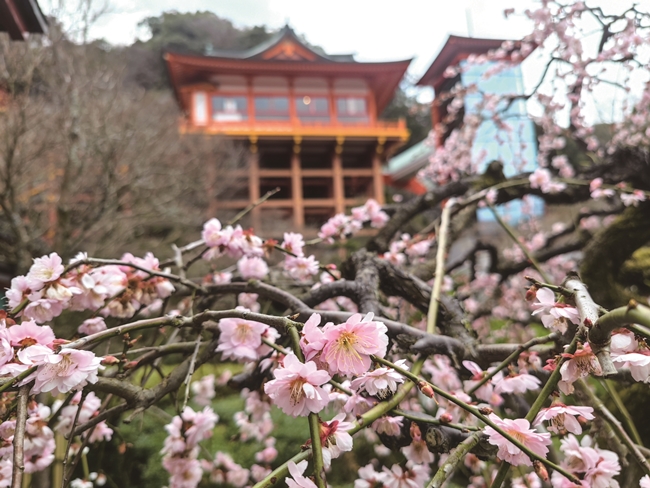 650佑德神社梅花 Cmyk