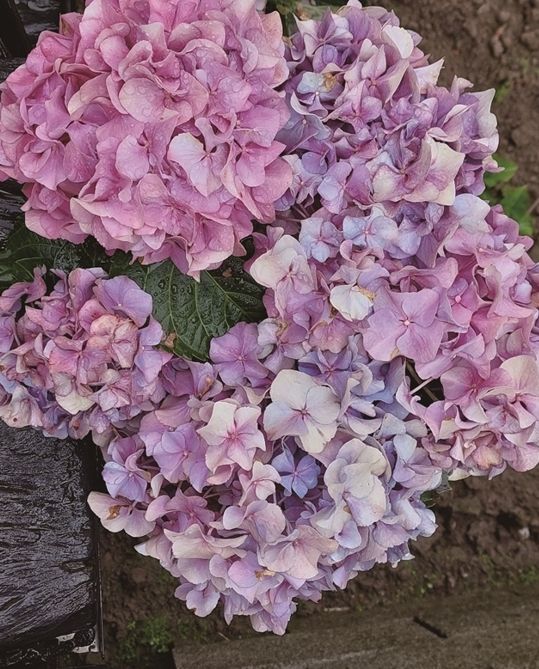 65020230313 134217 Cmyk