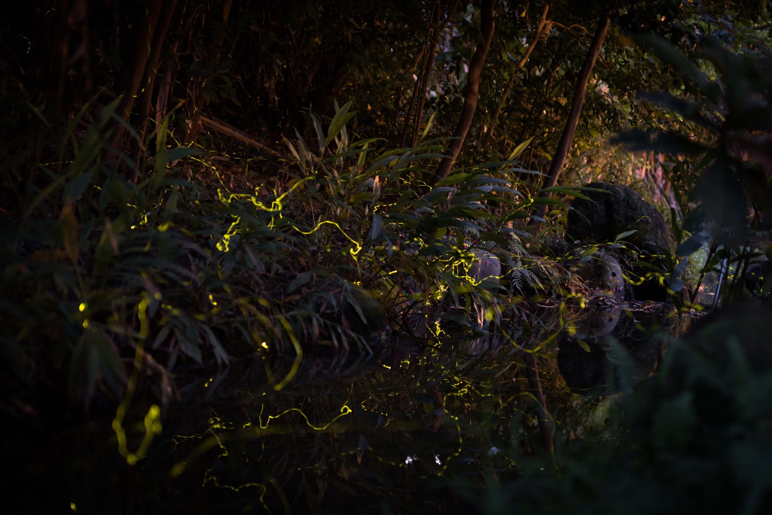 圖3 準園休閒農場園區內的小溪螢光點點