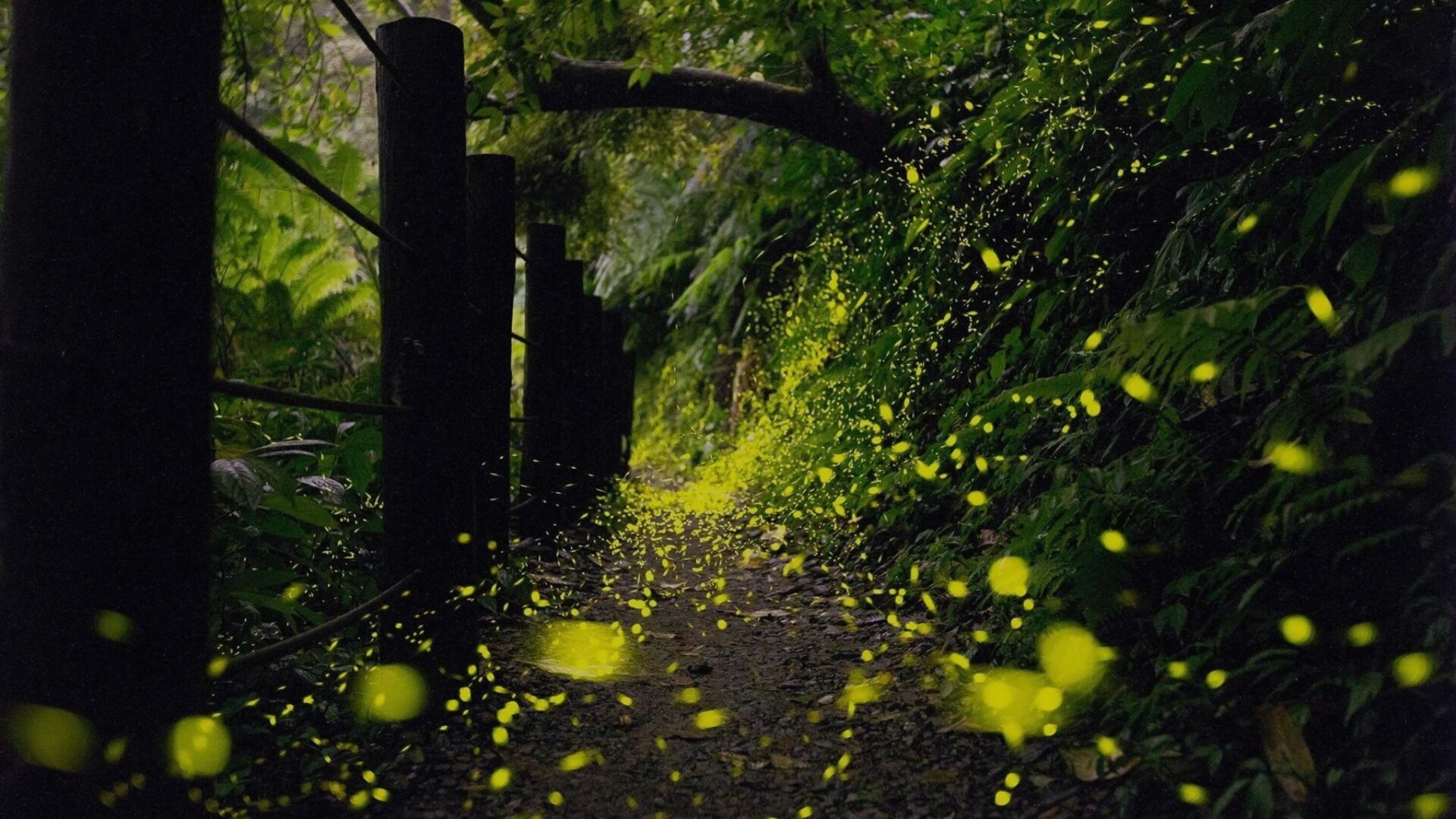 礁溪老爺酒店「螢光散策」住房專案帶領旅人探尋螢火蟲飛舞光影