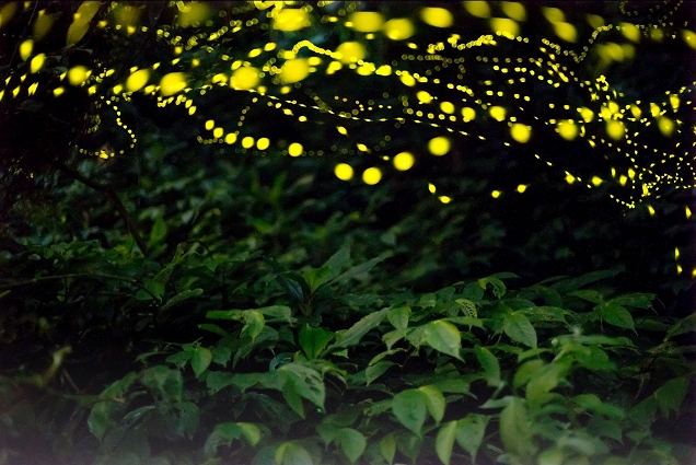 礁溪老爺酒店「螢光散策」專案遇見火金姑星光點點