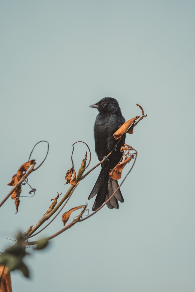 650大卷尾dsc04790 Cmyk