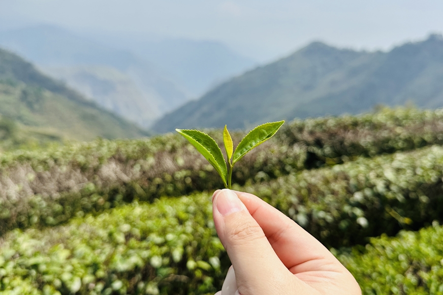 900採茶就是挑選一心二葉，葉子讓茶湯有香氣、心讓茶湯口感回甘。