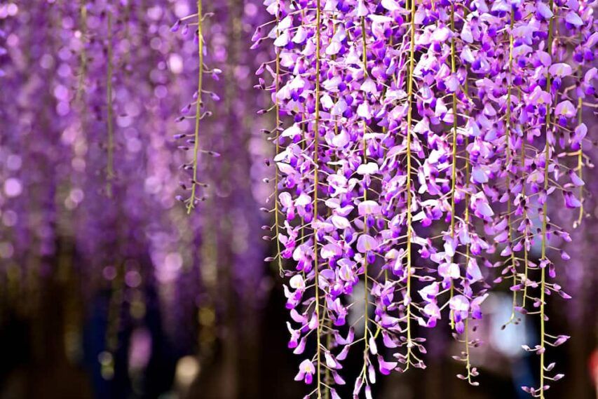 Japanwisteria Pixta 72121173 M 853x569