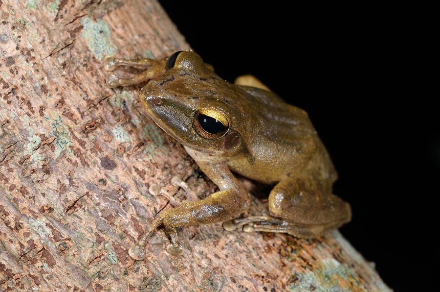 900斑腿樹蛙