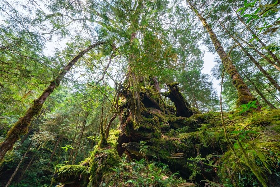 650神木園 2 盡情徜徉在北橫最美人間仙境，千年神木與芬多精的洗禮