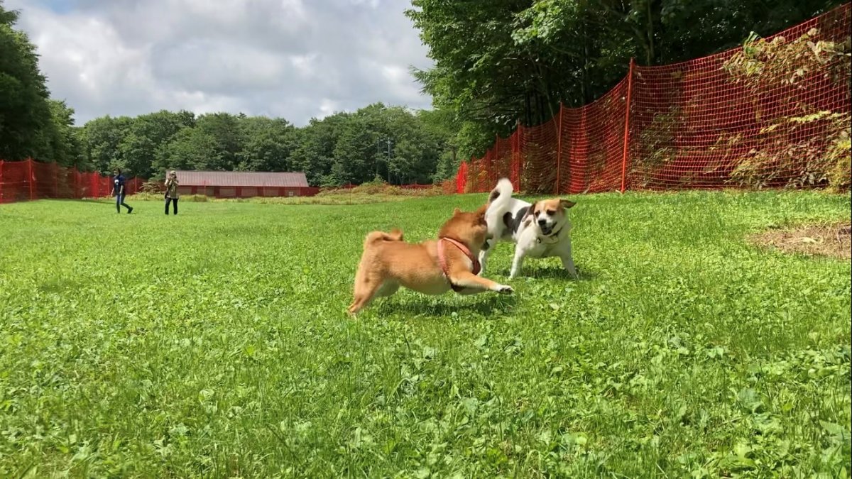 日本賞楓 雫石滑雪場03