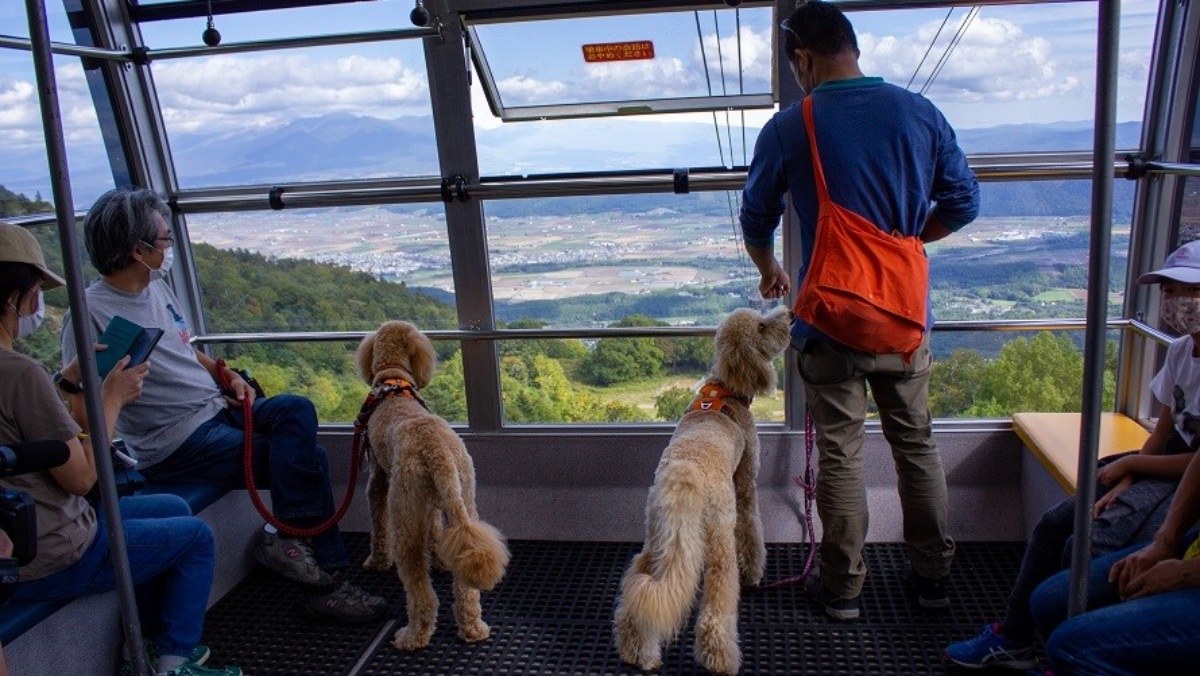 日本賞楓 雫石滑雪場06