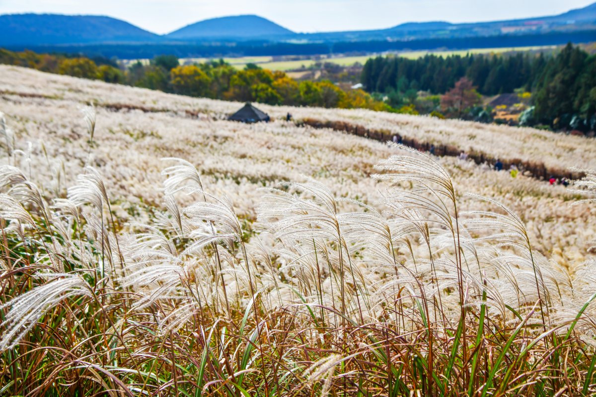 202310韓國賞楓 濟州島 山君不離