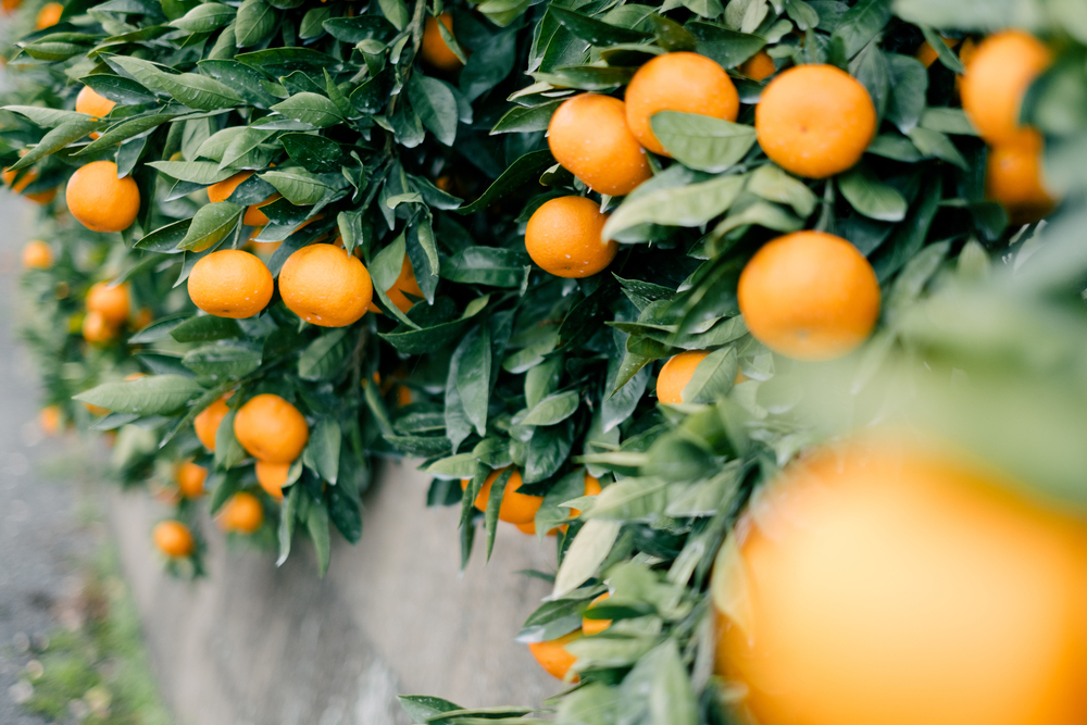 【letsgojp樂吃購！日本】日本九州九州佐賀縣太良町太良町蜜柑