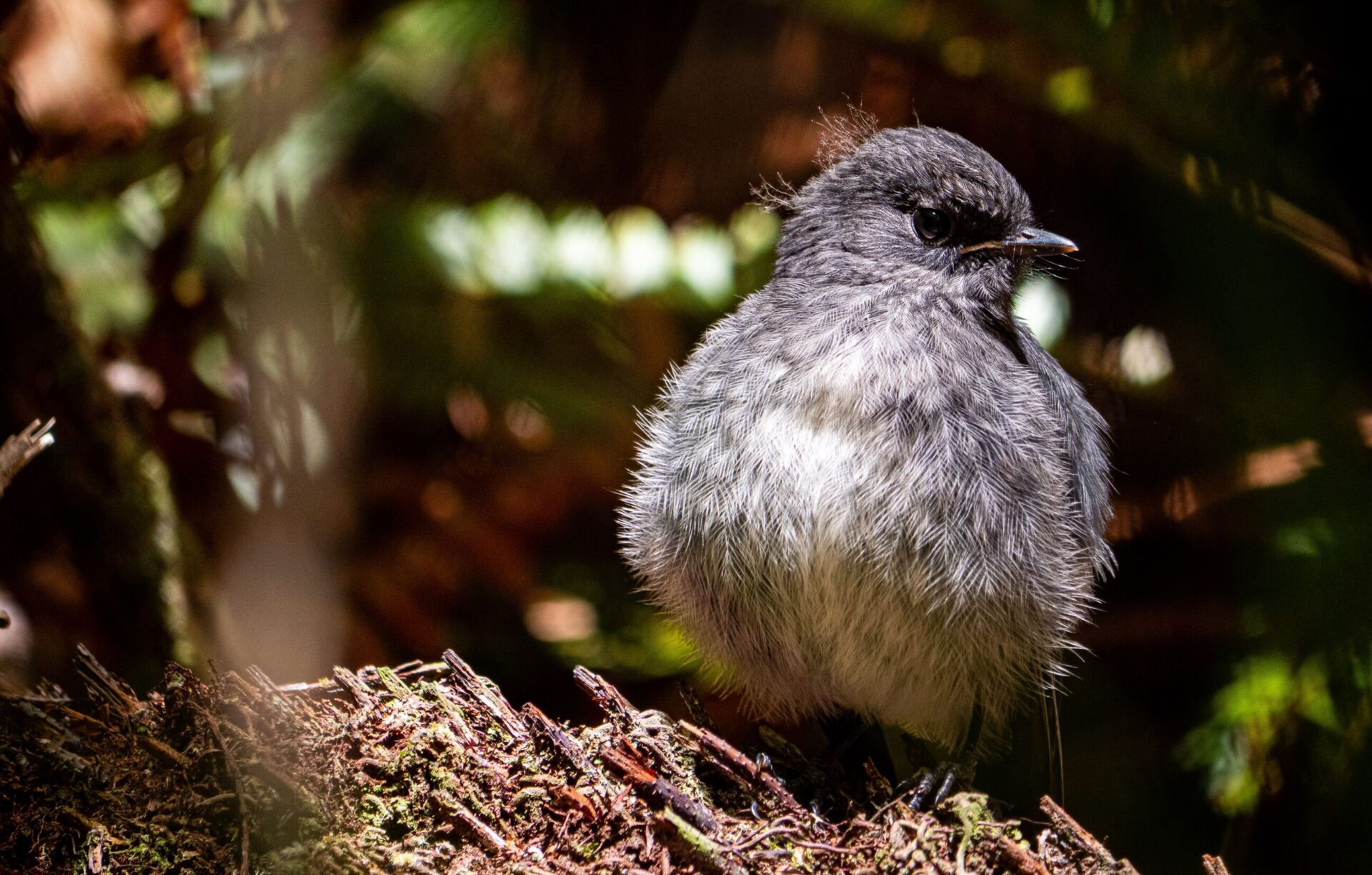 【unsplash】紐西蘭 拉基烏拉:斯圖爾特島february 13, 2023 2