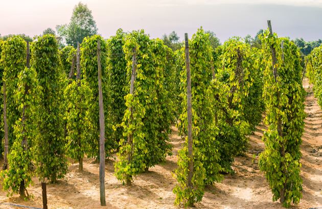 越南富國島 胡椒農場