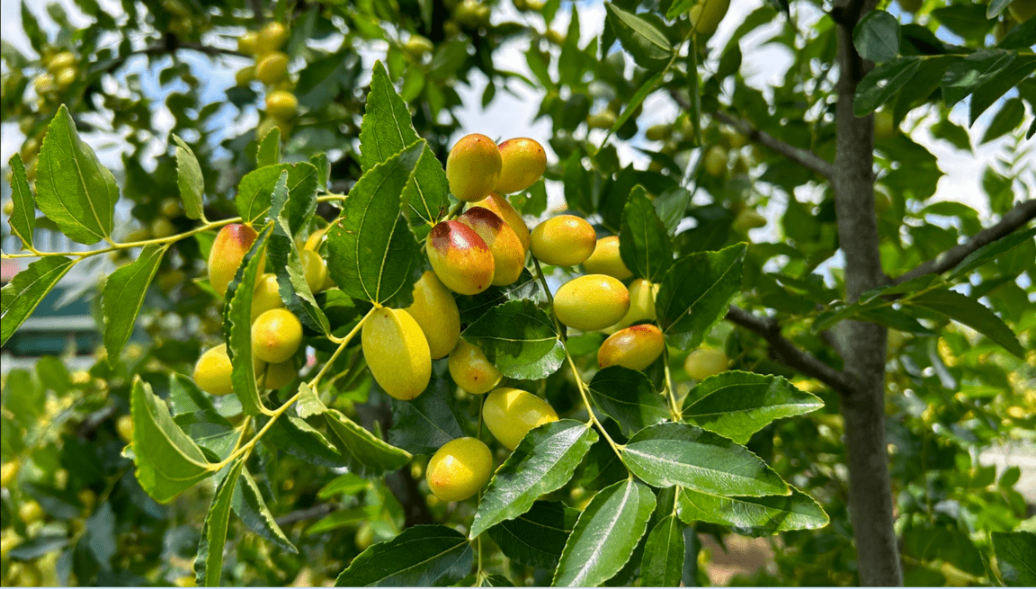 【公館酒莊】紅棗成熟