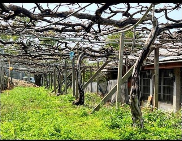 【樹生酒莊】2023年12月號農村酒莊1