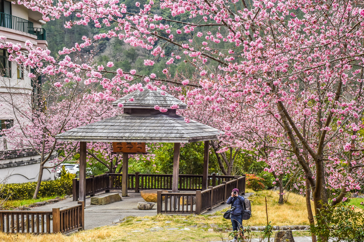02【易遊網】熱門追櫻勝地武陵農場，易遊網限量保留房趕緊卡位