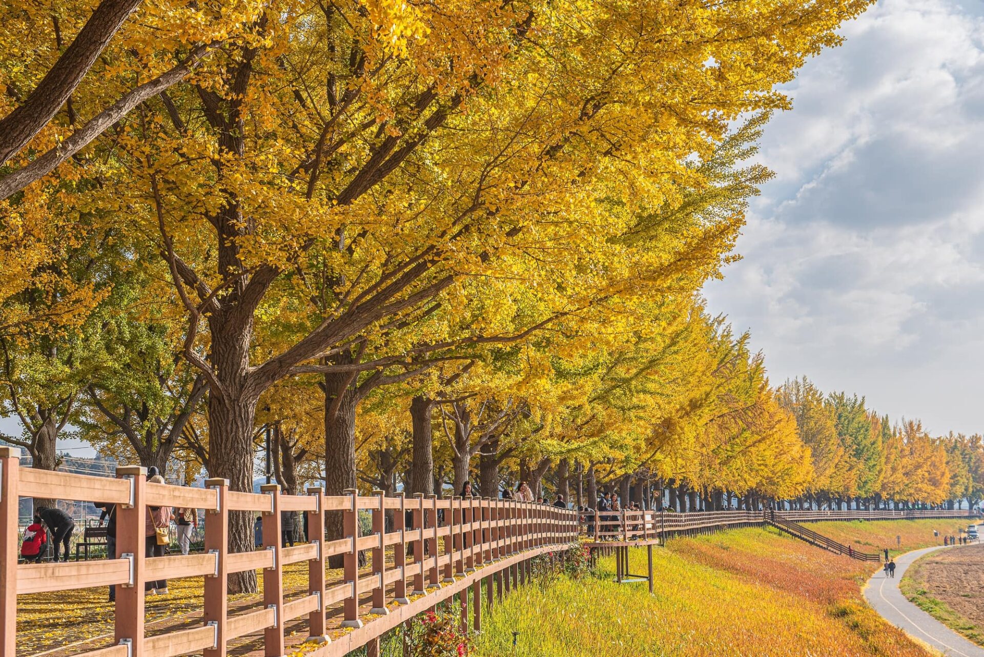 韓國旅遊溫泉推薦 溫陽溫泉牙山曲橋川銀杏路
