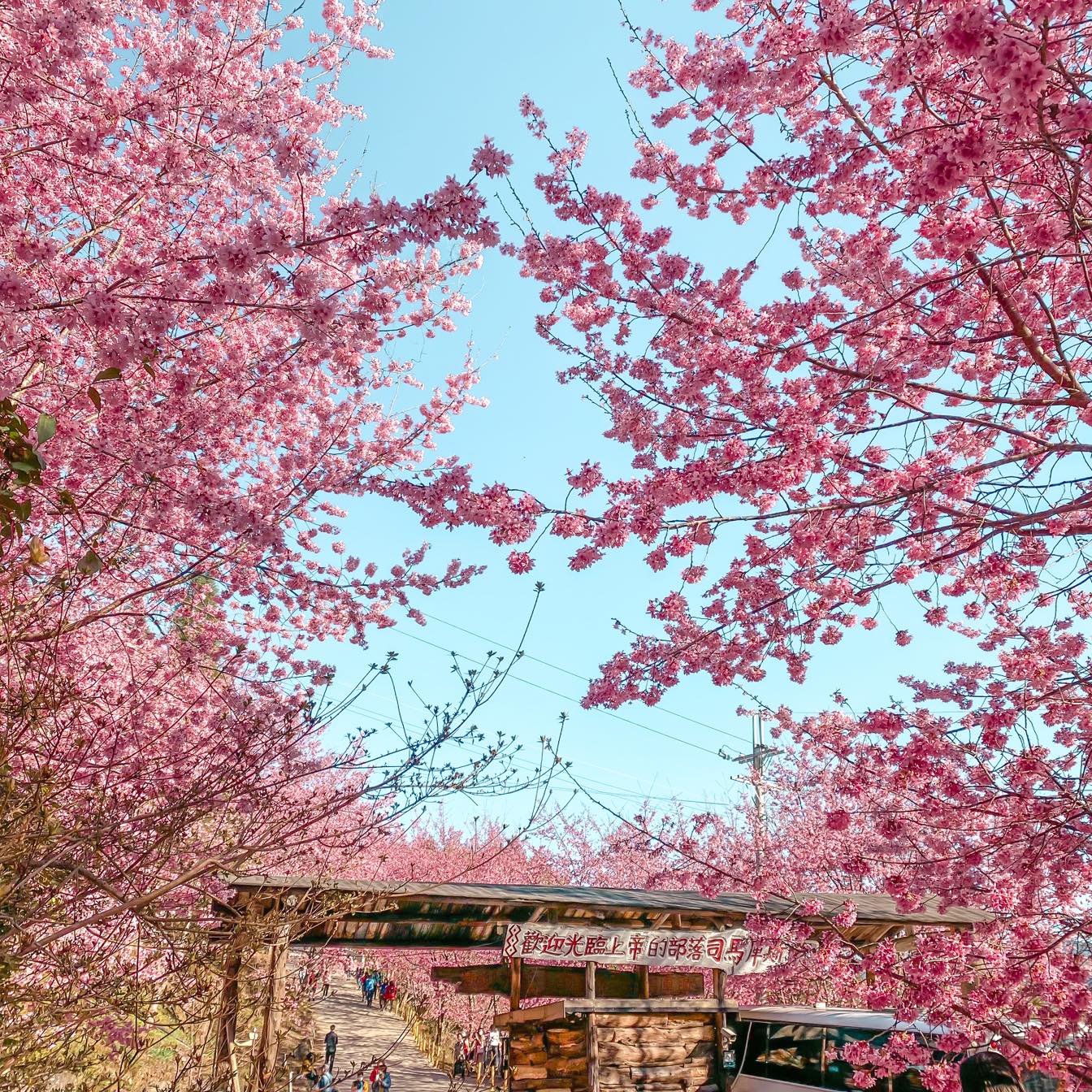 Sakura In Taiwan 2024