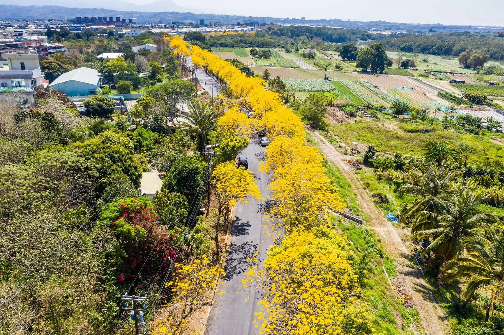 【賞花人士】八掌溪堤防綿延整路的黃金風鈴木。