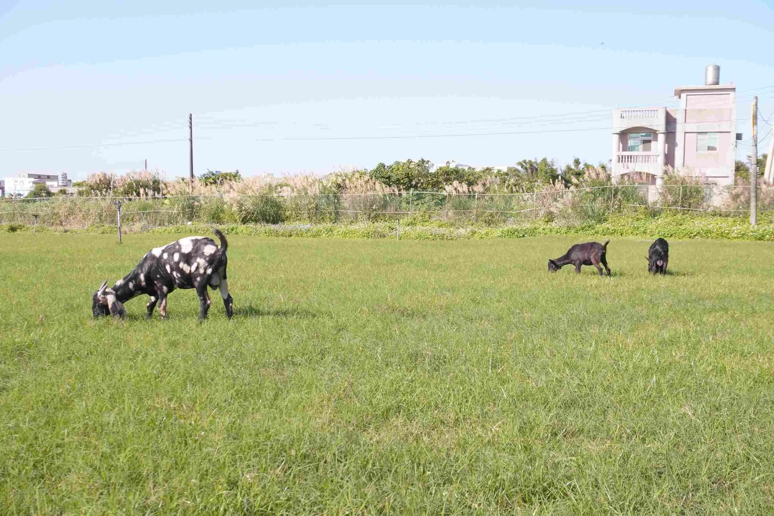 【賞花人士】台北小奈良親子農場 (1)