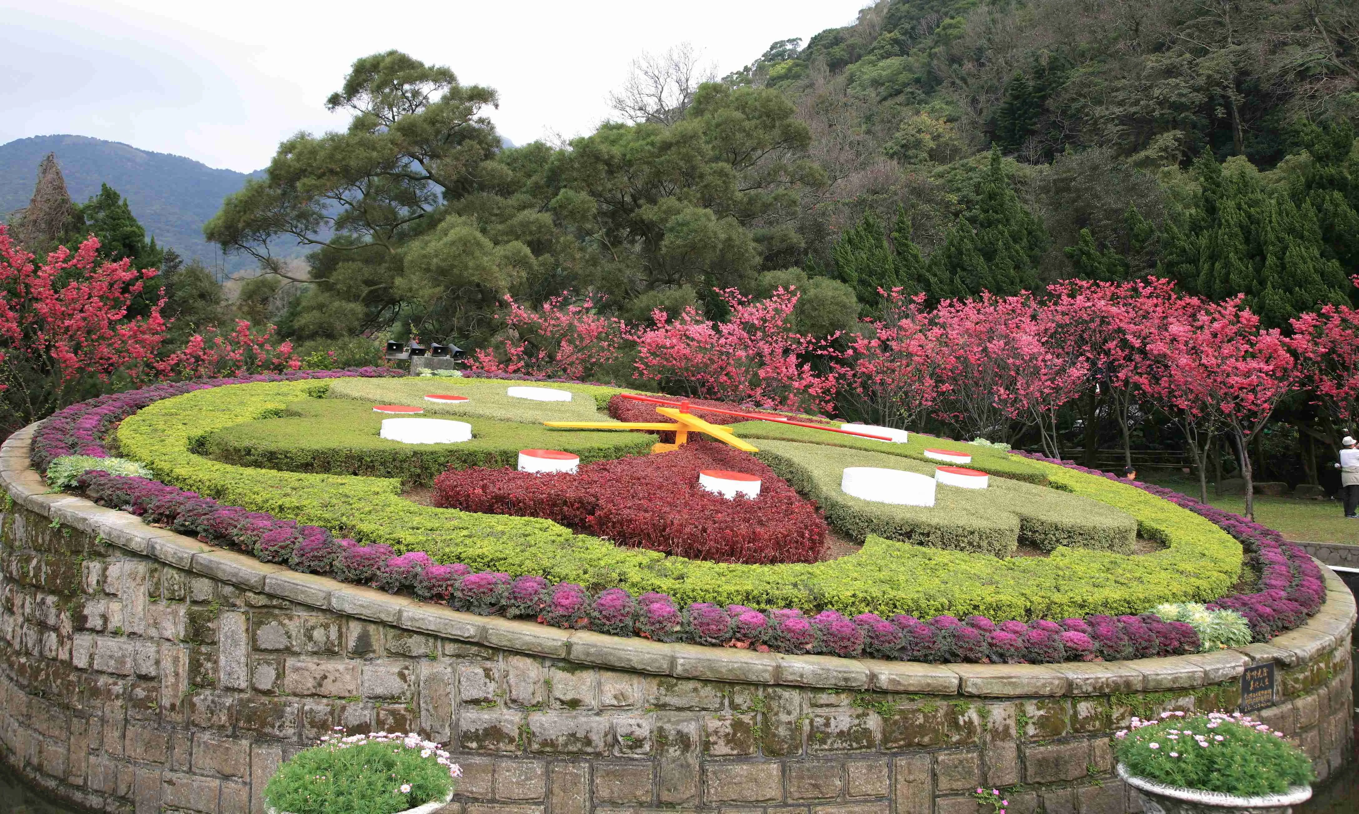 【賞花人士】知名地標「陽明山花鐘」旁開滿了八重櫻。