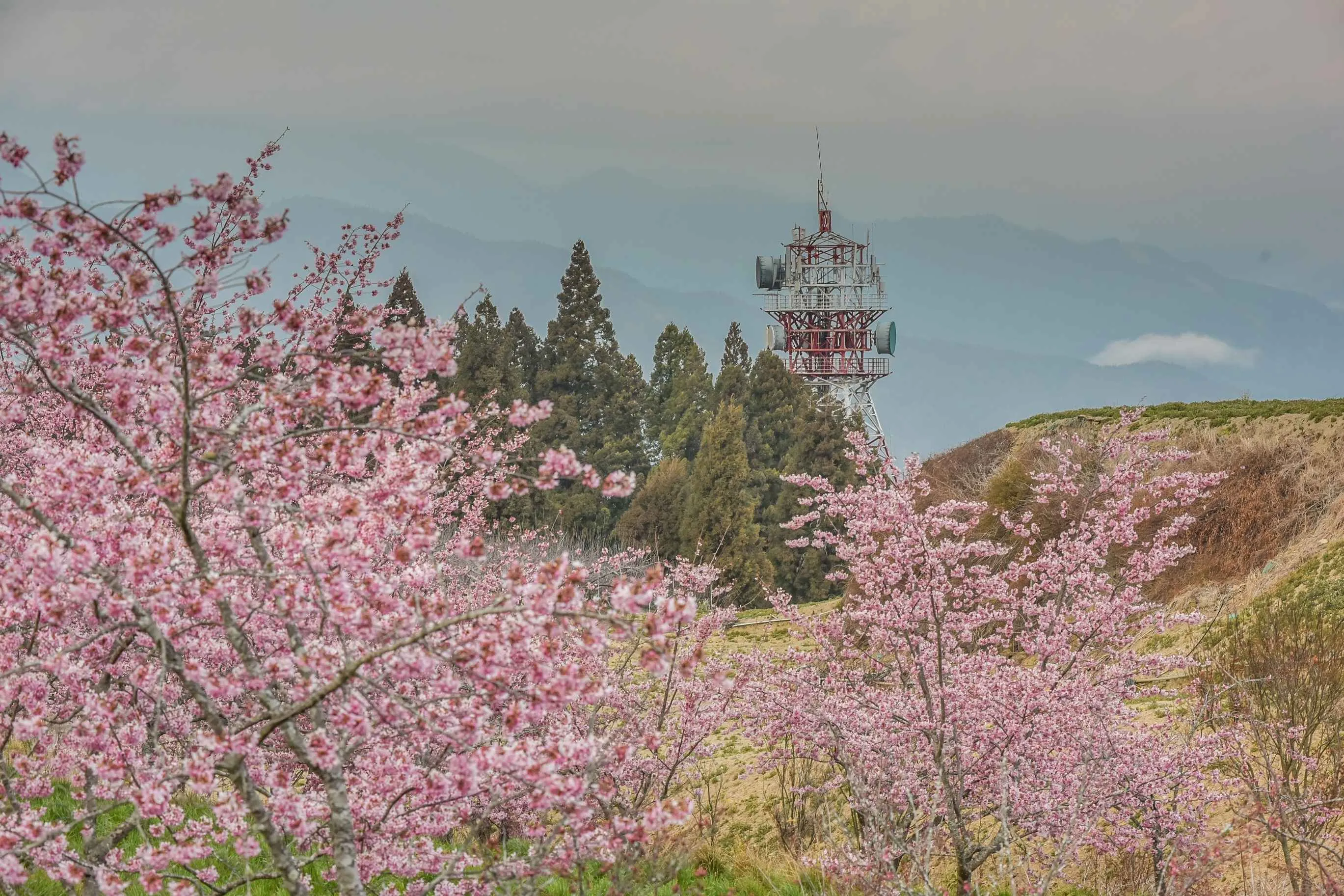 【賞花人士】福壽山農場—千櫻園