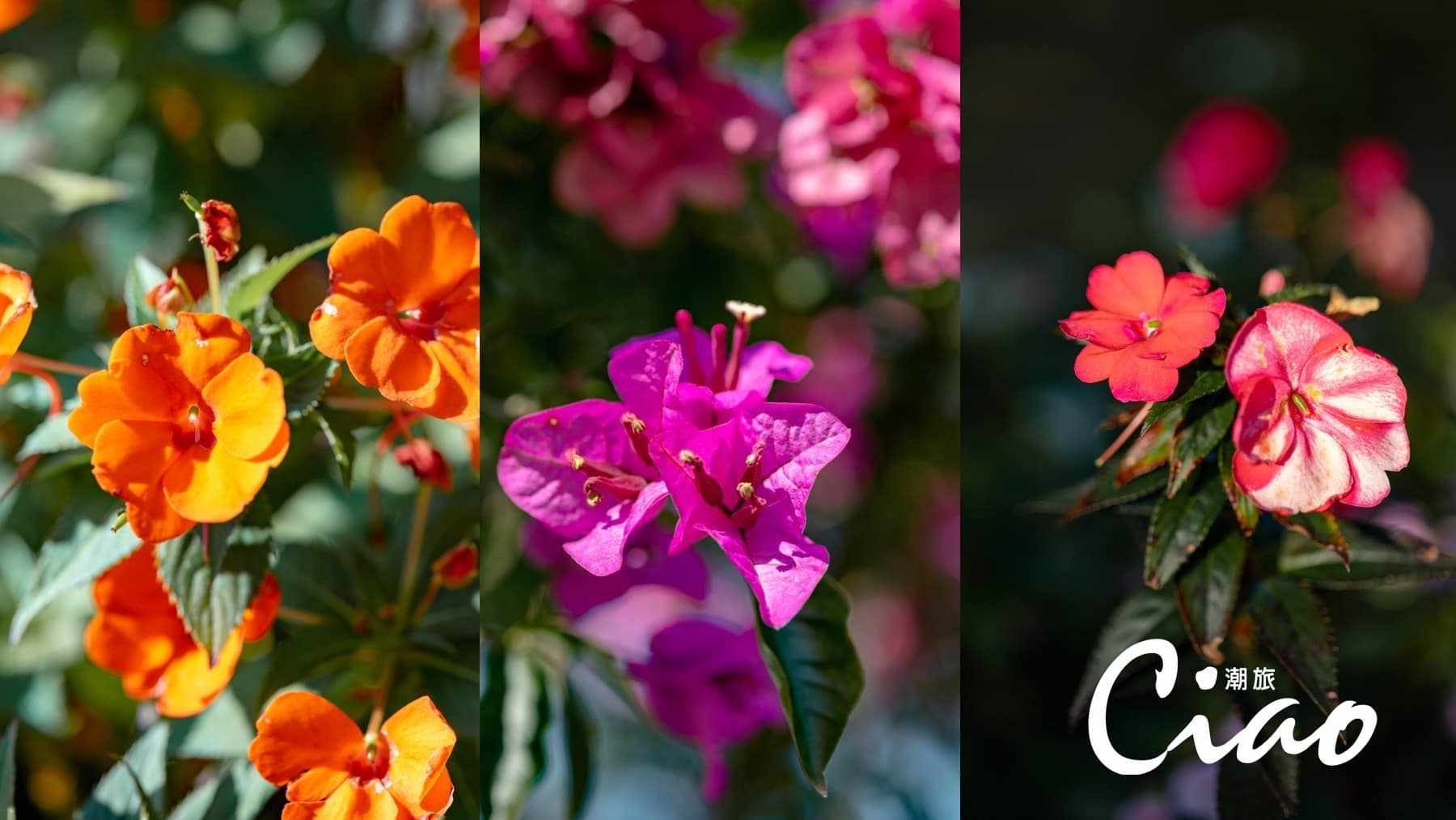 【ciao潮旅】峇嵐山丘 南投日月潭奢華露營02