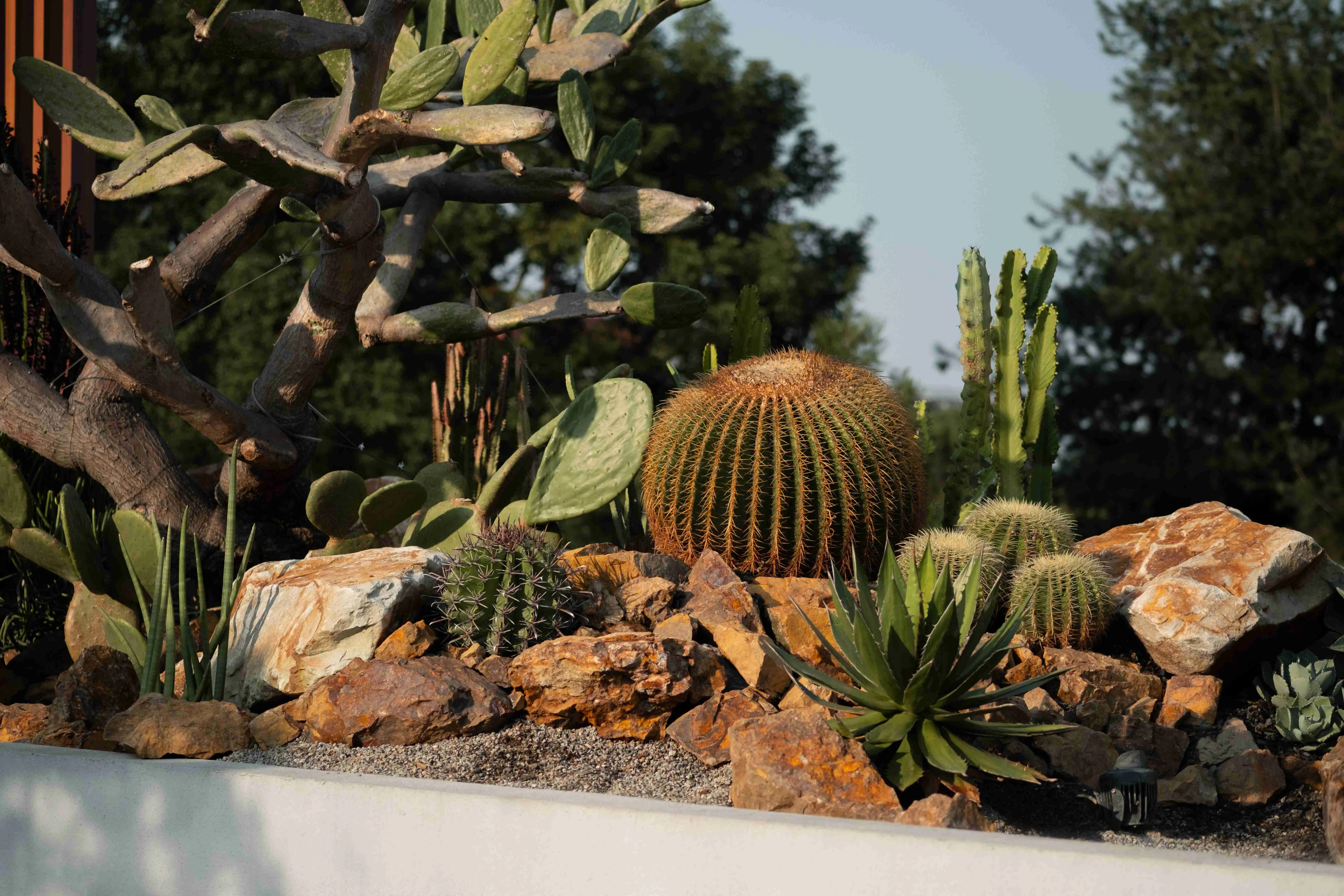 【塊根植物]為公司行號打造獨特造景。