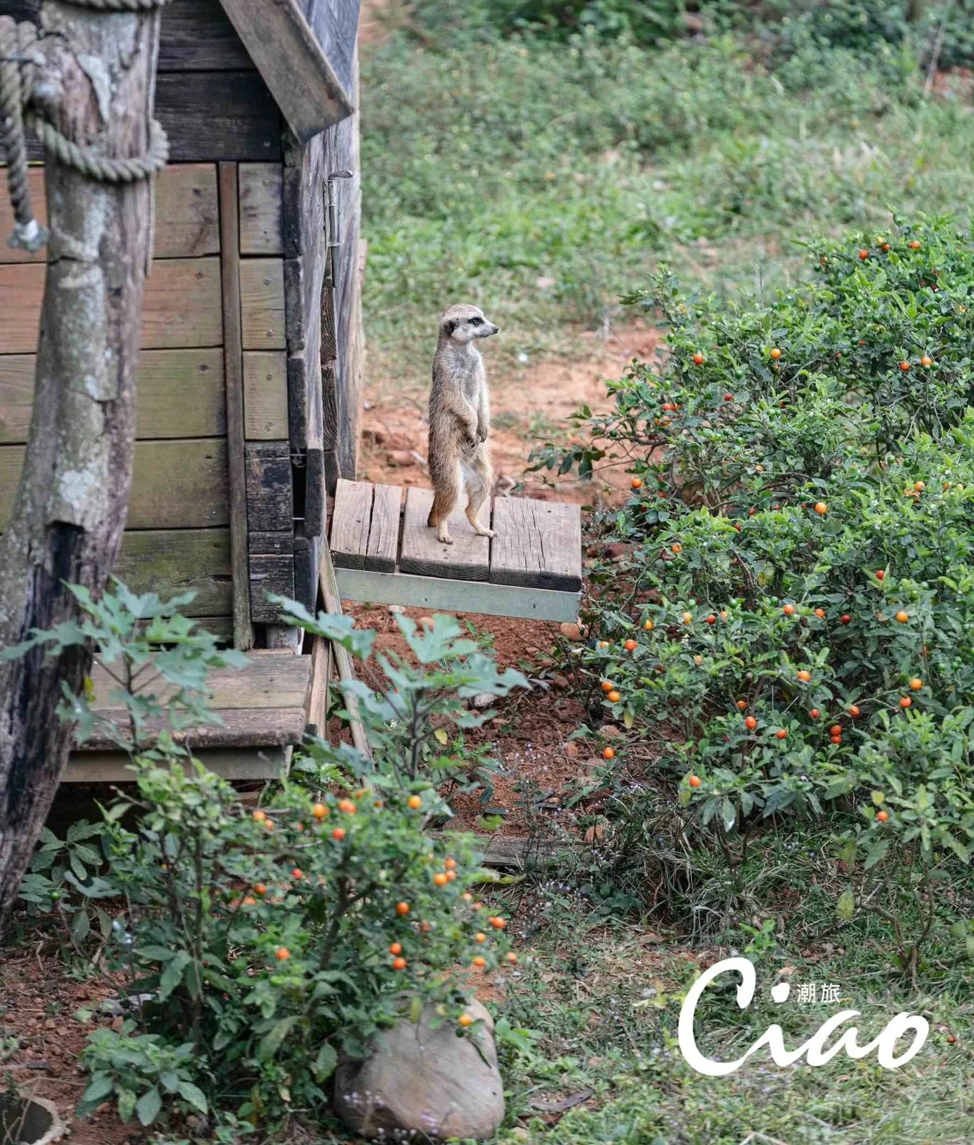 【關西六福莊】孩子化身動物觀察員，認識狐獴的生活習性。