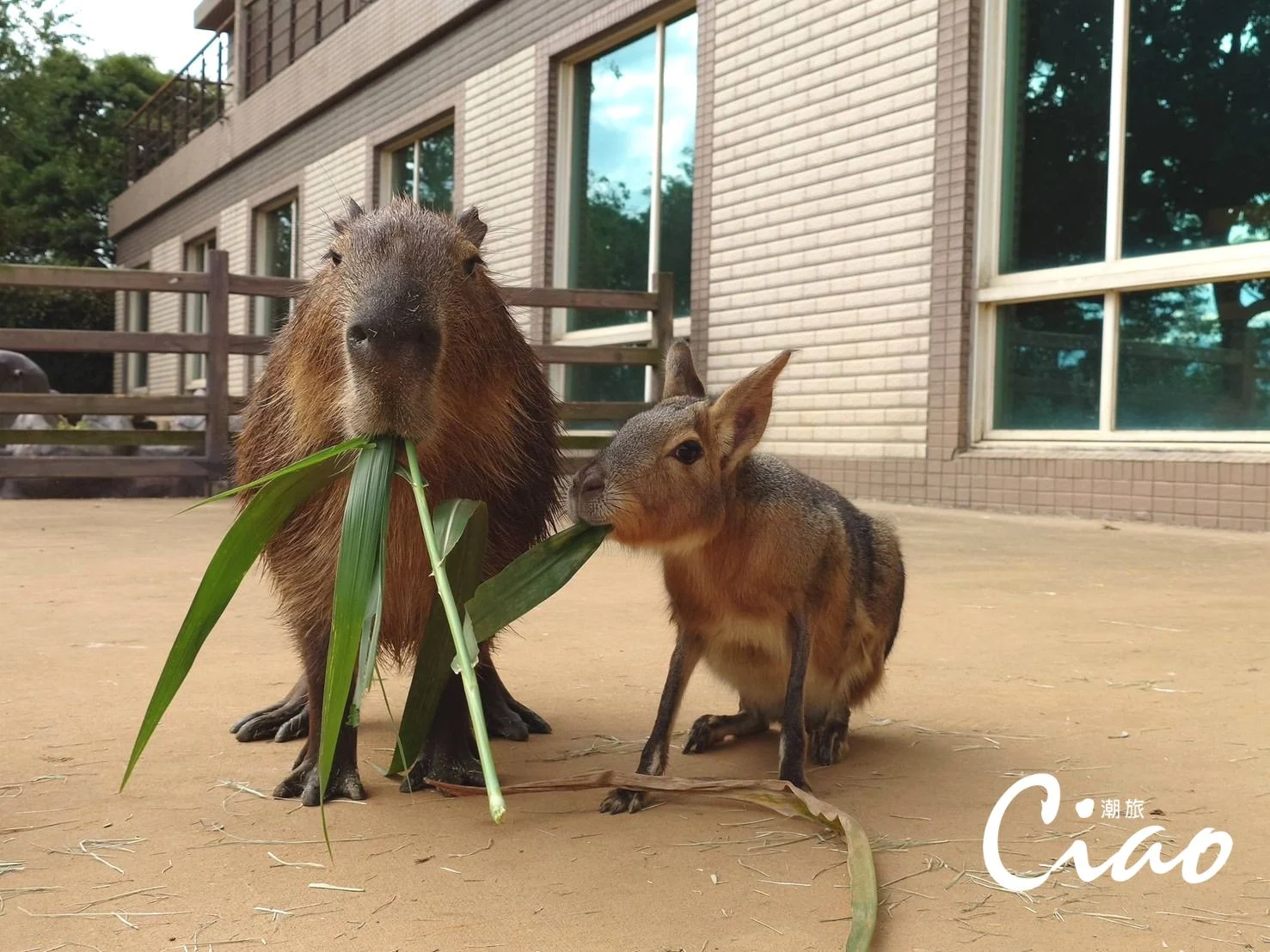 【關西六福莊】孩子與福豚、兔豚進行彩蛋尋寶遊戲。
