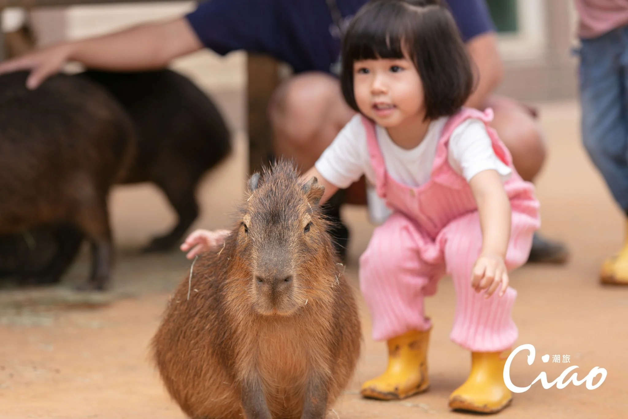 【關西六福莊】小島巡禮可以跟人氣福豚互動 0