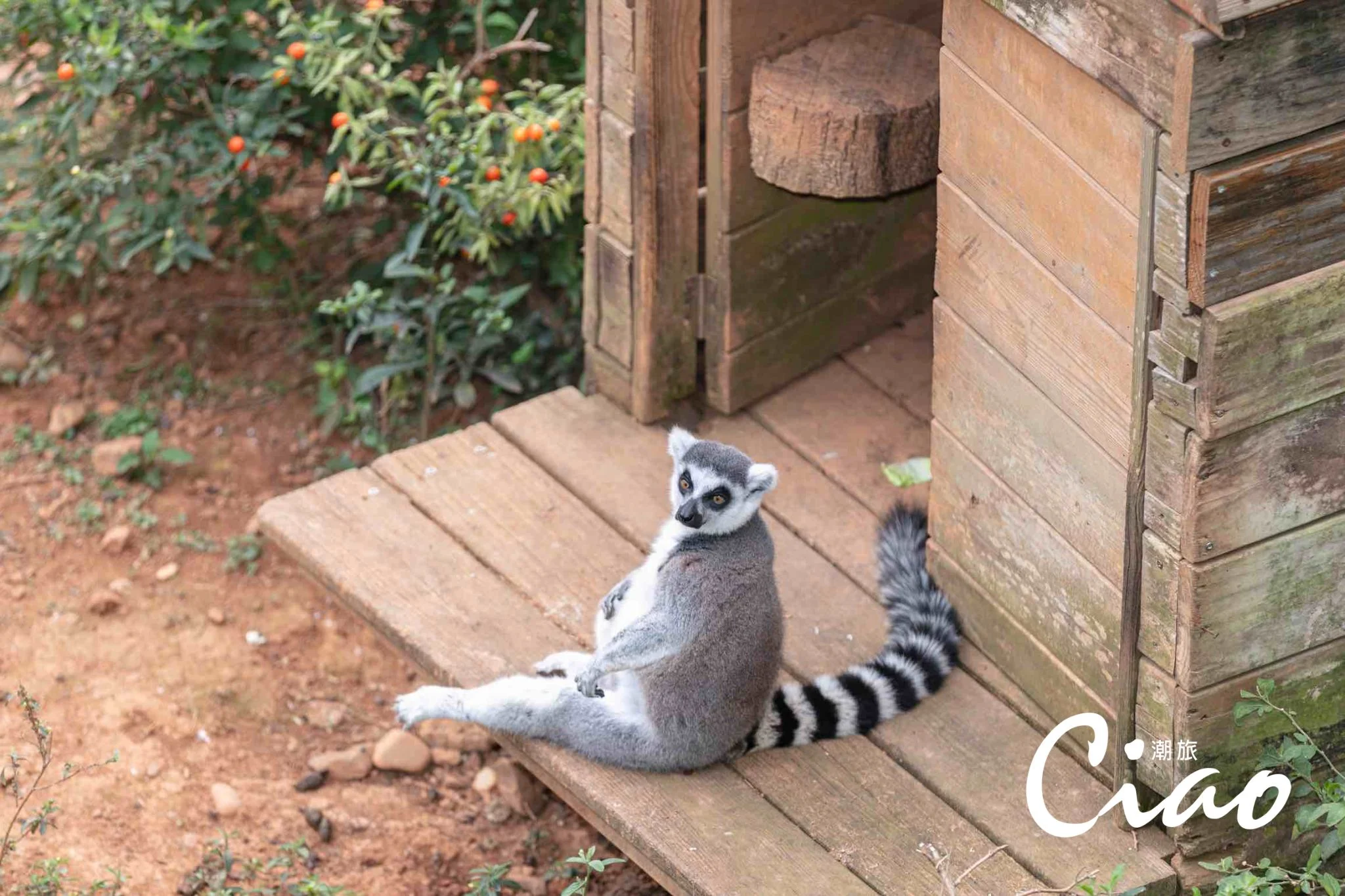 【關西六福莊】環尾狐猴是飯店內最受歡迎的明星動物之一。