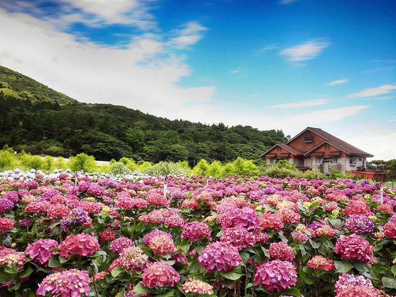 【花in台北】母親節旅遊景點 陽明山繡球花