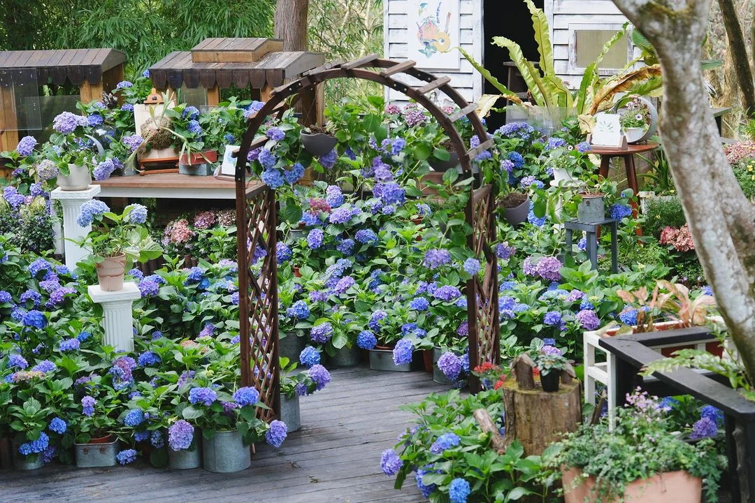 【薰衣草森林ig】母親節旅遊景點 1