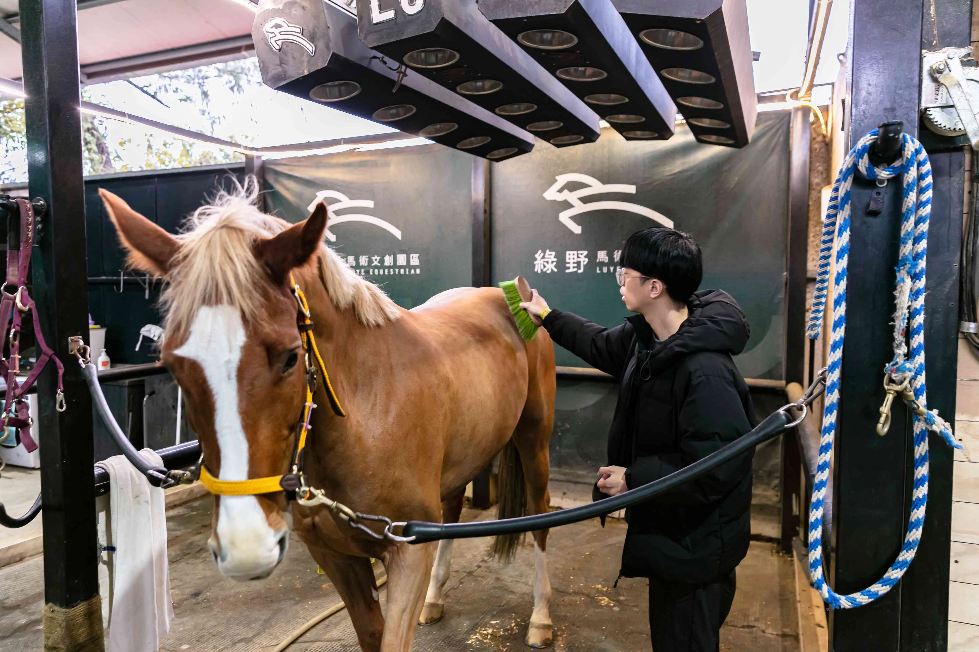 【馬場】遊客認真地替馬刷毛。