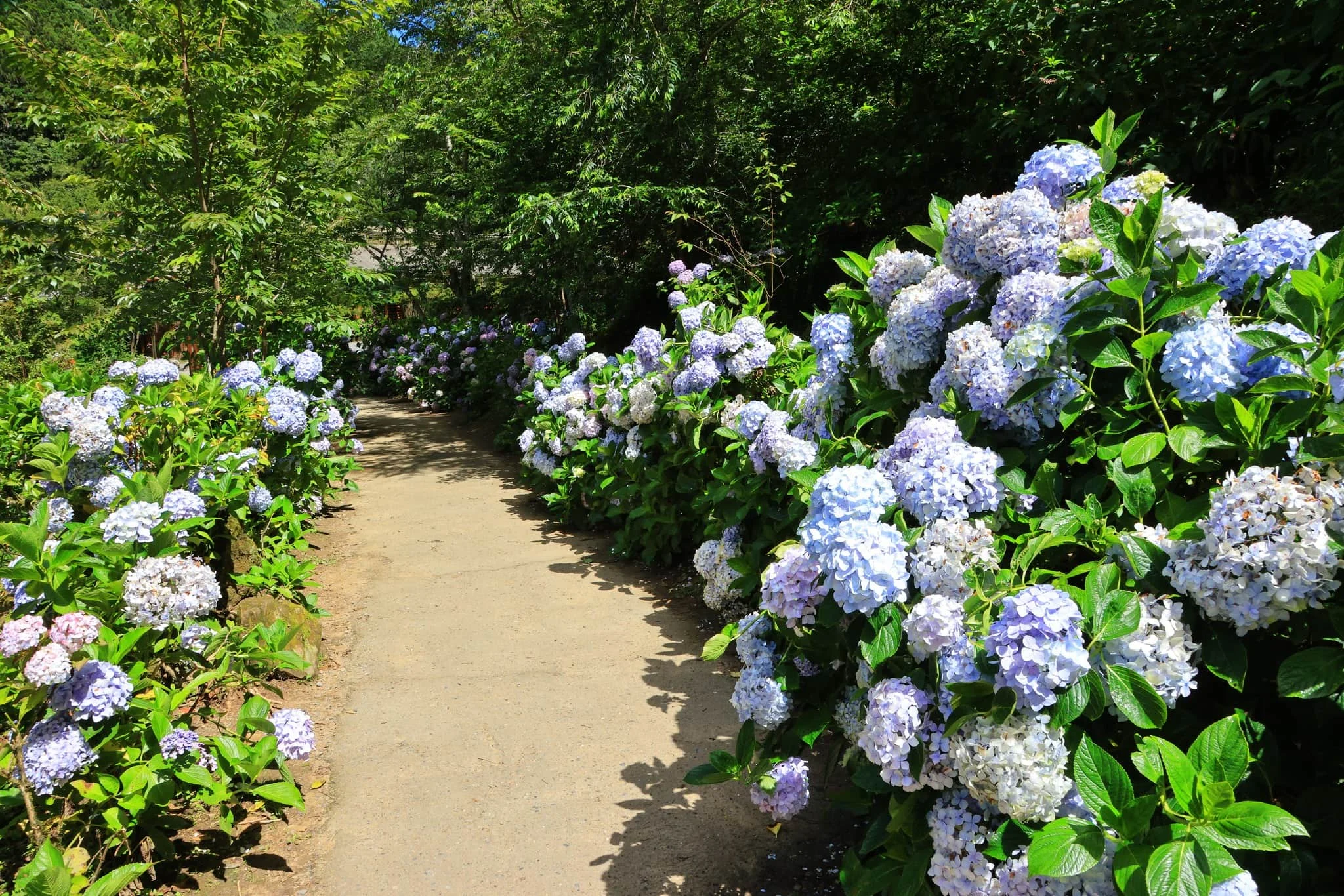【繡球花】杉林溪森林生態度假園區（翻攝愛上杉林溪臉書） Tuya
