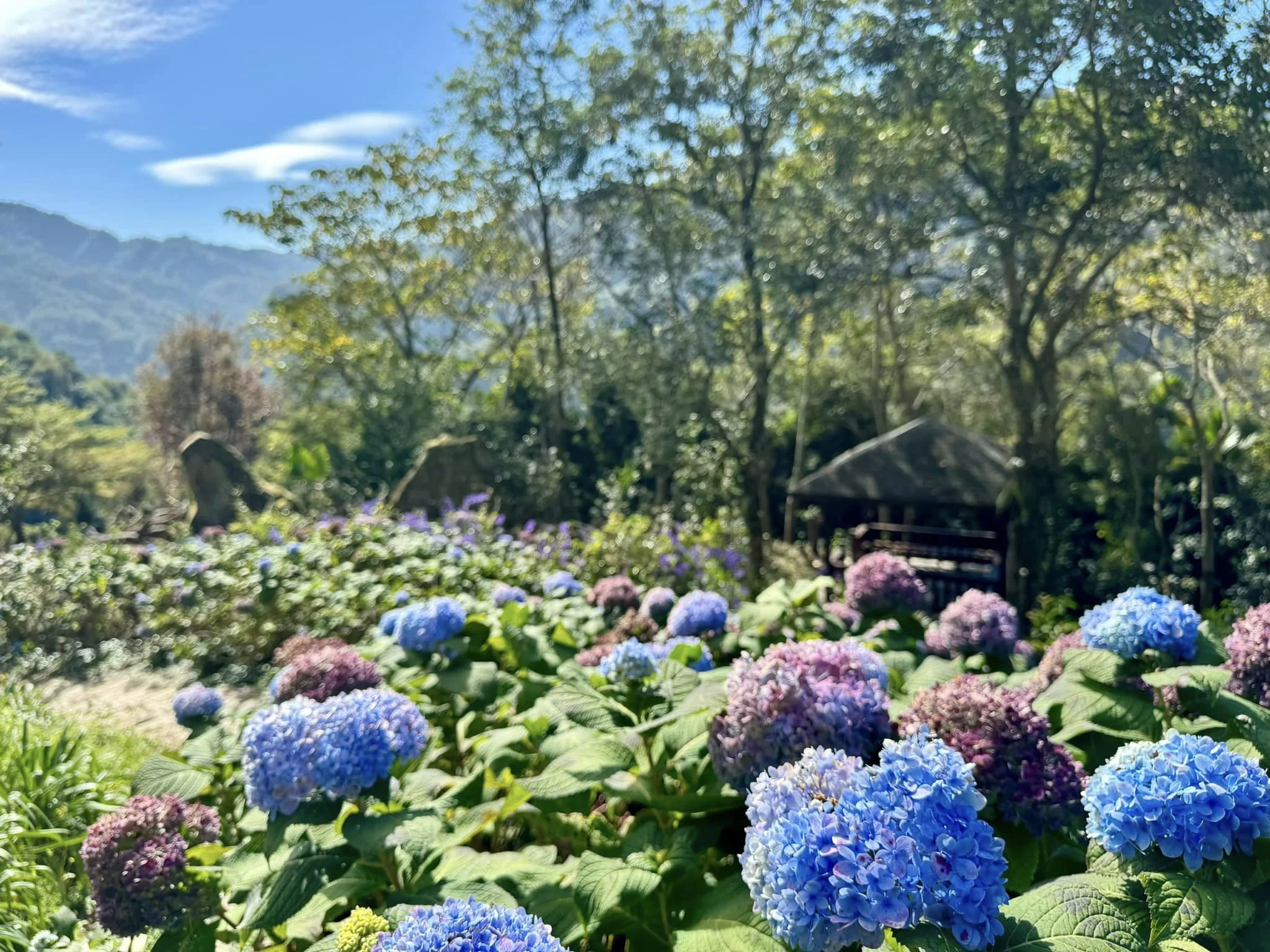 【繡球花】沐心泉休閒農場（翻攝沐心泉休閒農場臉書）
