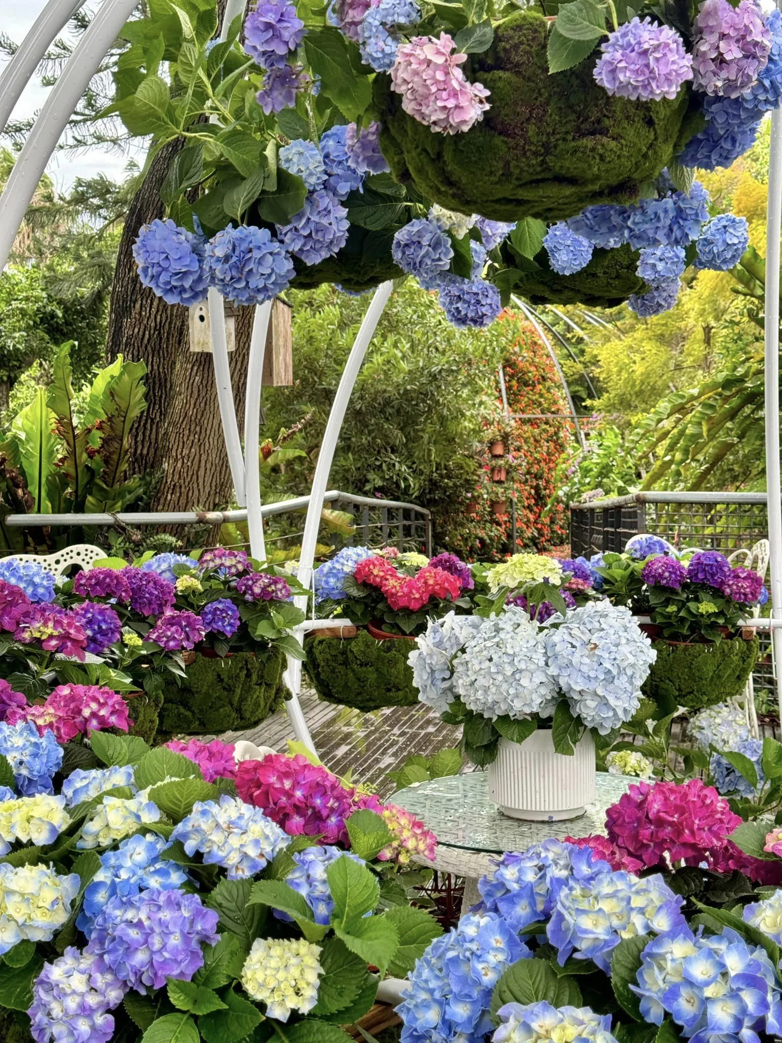 【繡球花】花露農場（翻攝花露農場 Flowerhome臉書）