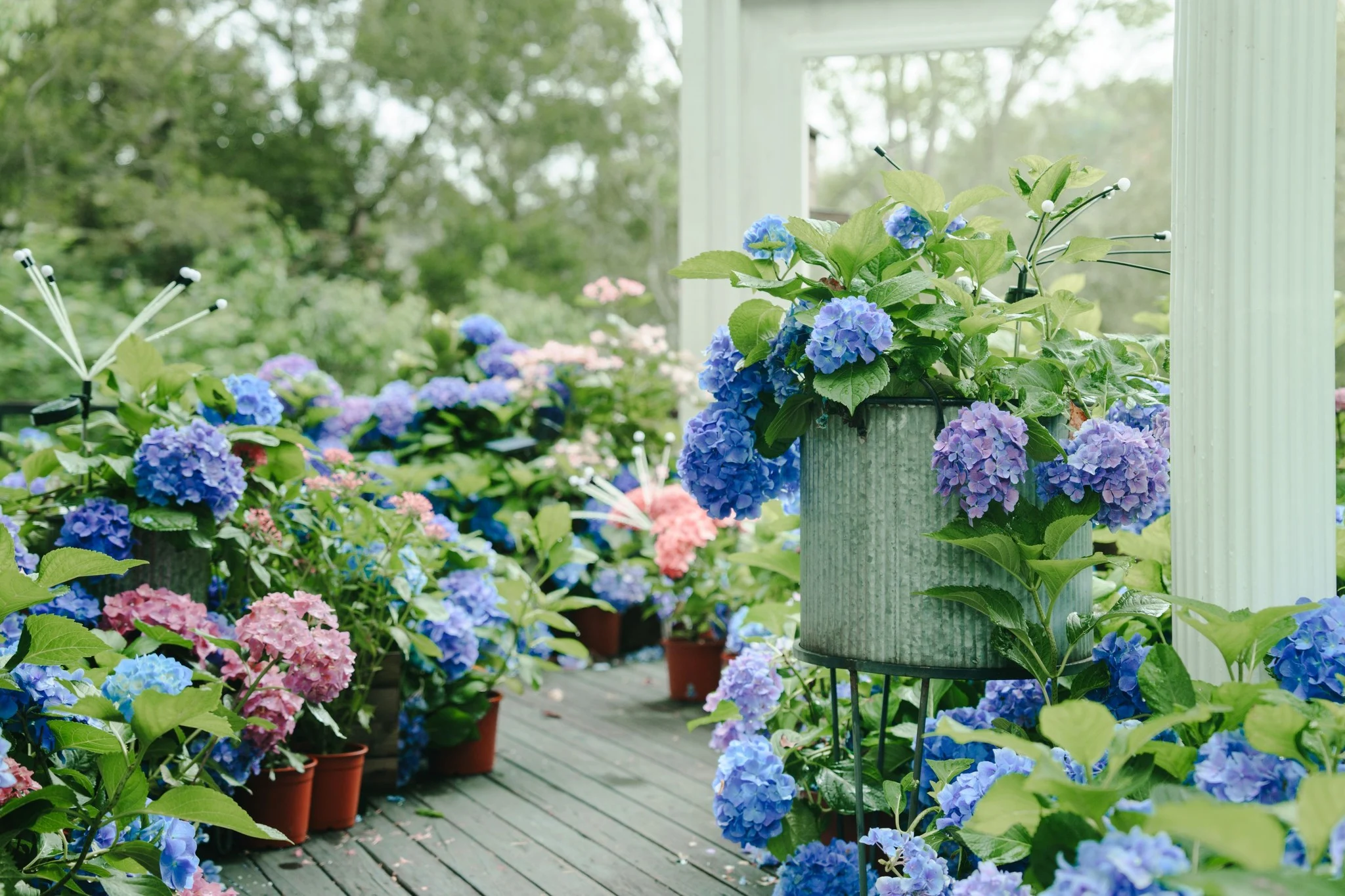 【繡球花】薰衣草森林（翻攝薰衣草森林臉書）