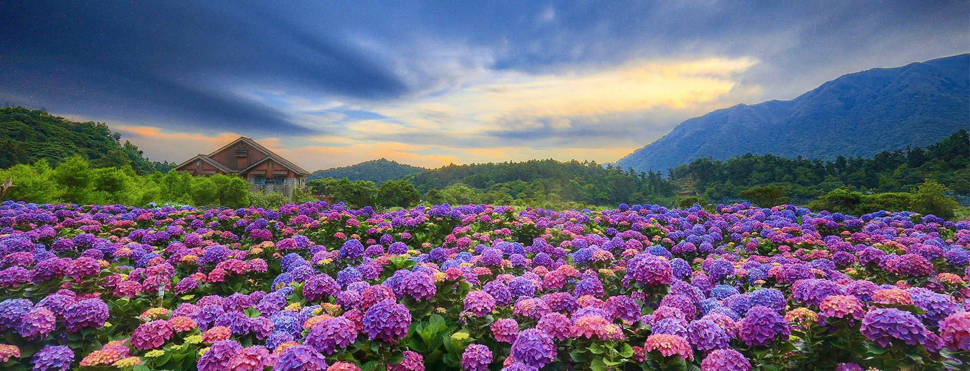 【繡球花】陽明山竹子湖（翻攝海芋繡球竹子湖臉書）