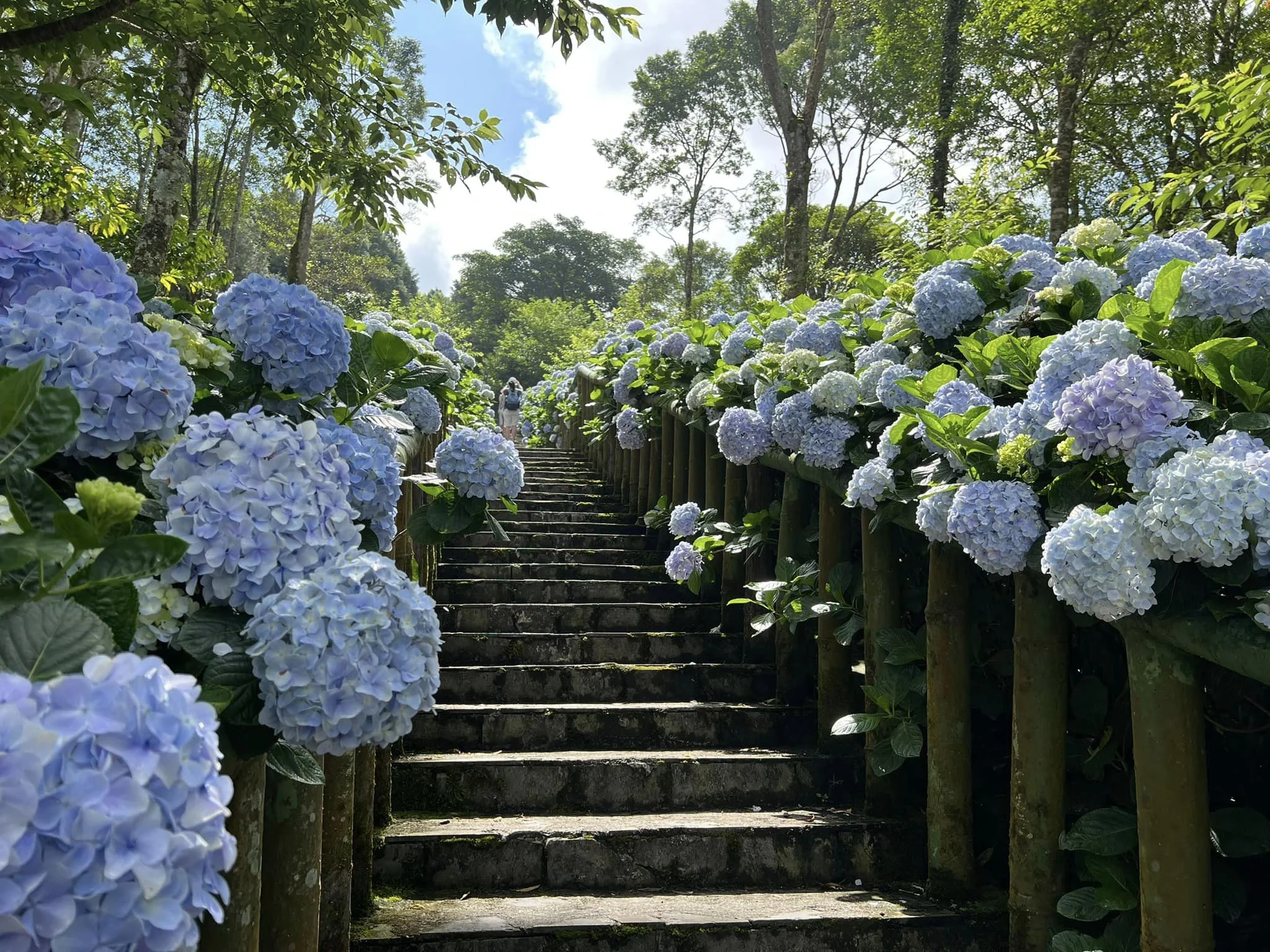 【繡球花】青山農場（翻攝青山農場臉書）