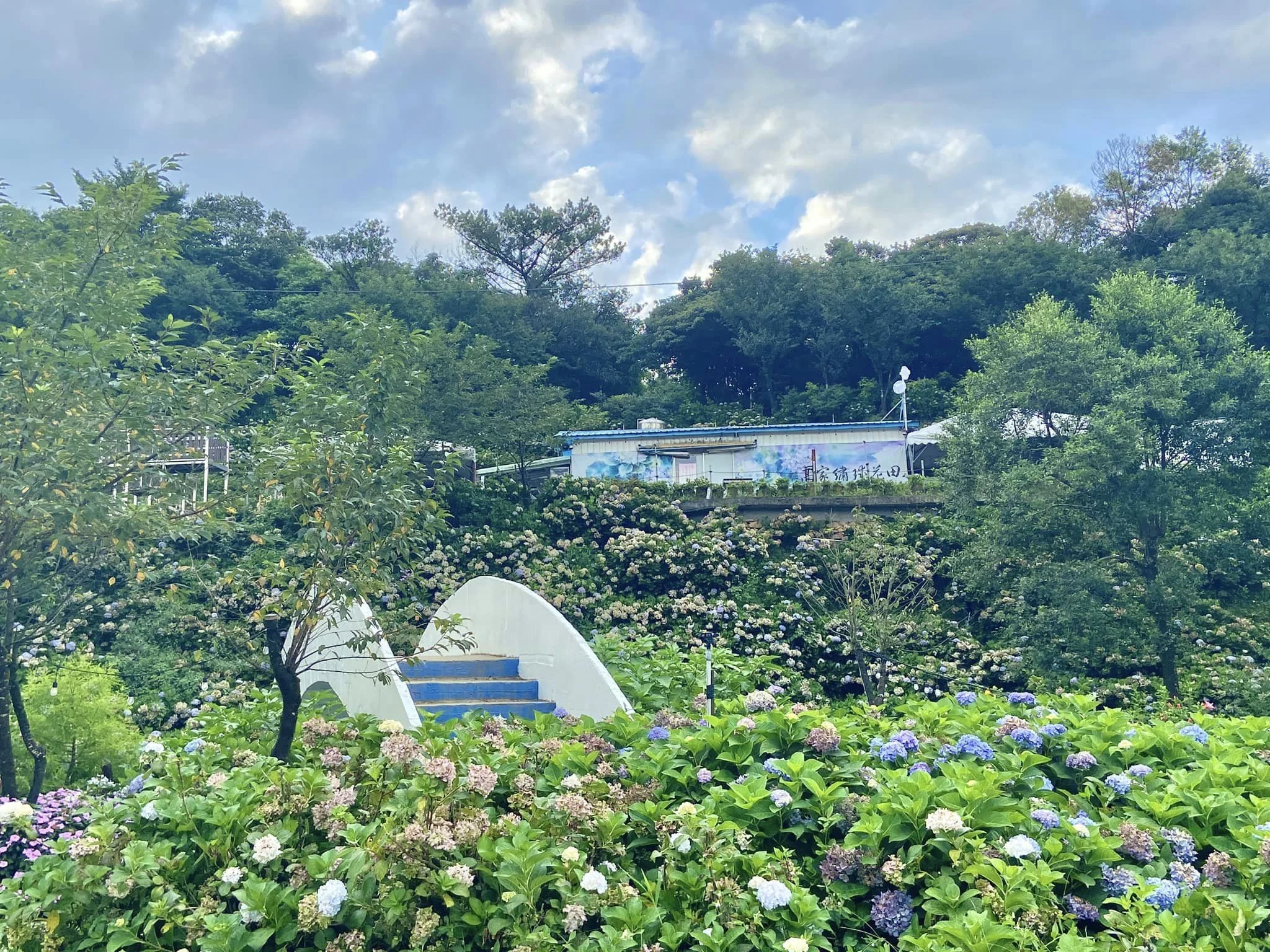 【繡球花】高家繡球花田（翻攝高家繡球花田臉書）