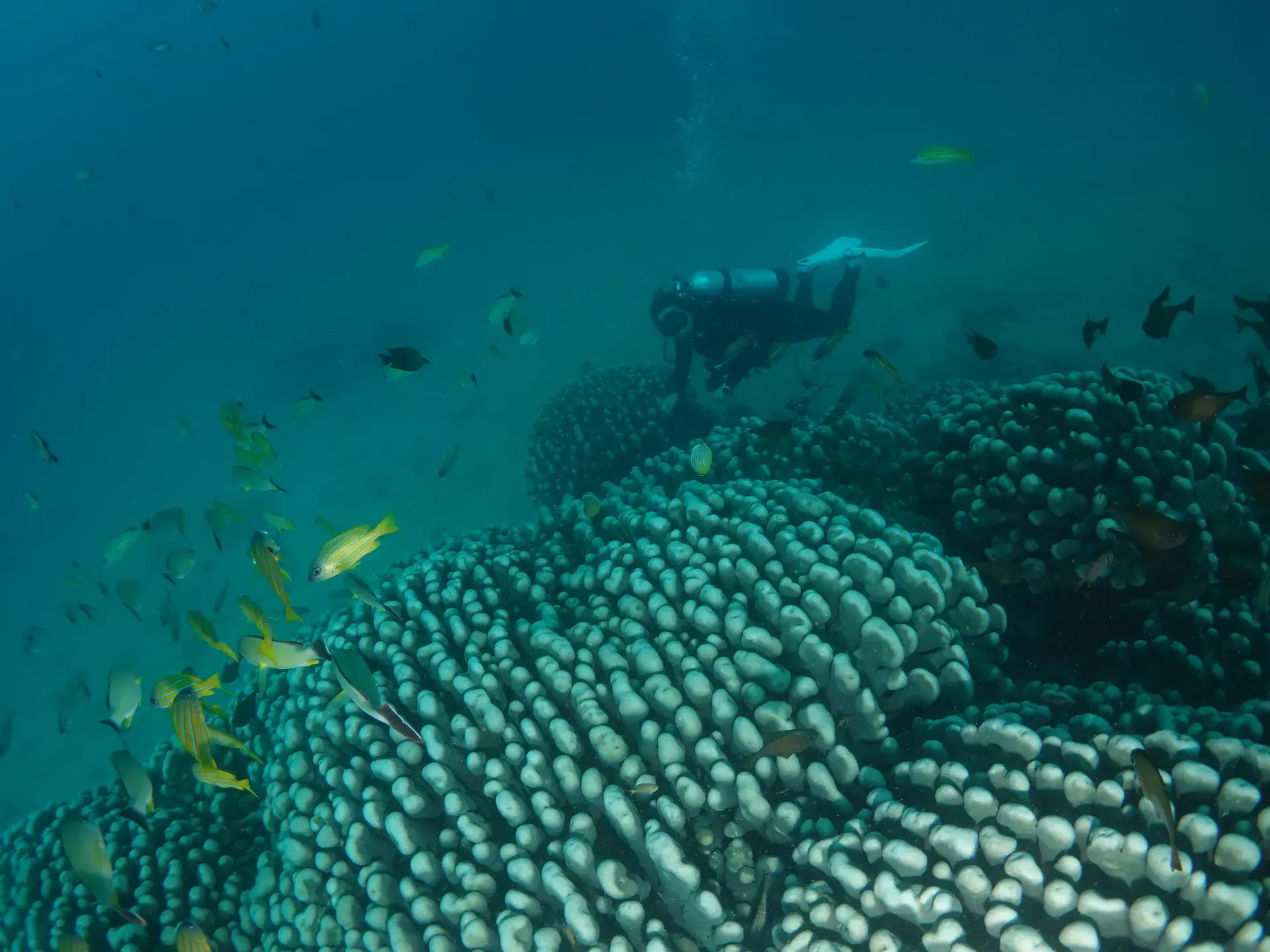 潛水潛點潛店推薦10備1