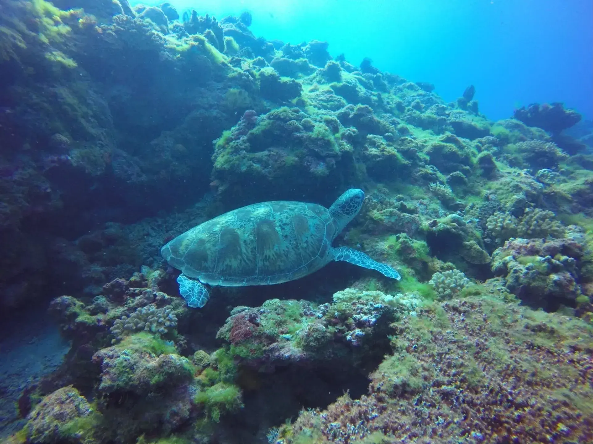 潛水潛點潛店推薦8