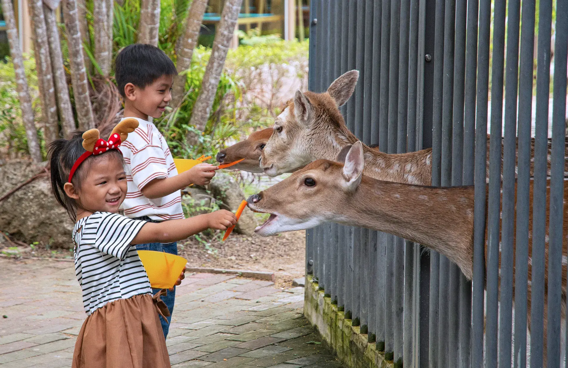 墾丁福華飯店墾丁福華鹿園 可讓小朋友近距離觀察梅花鹿ハワードビーチリゾート