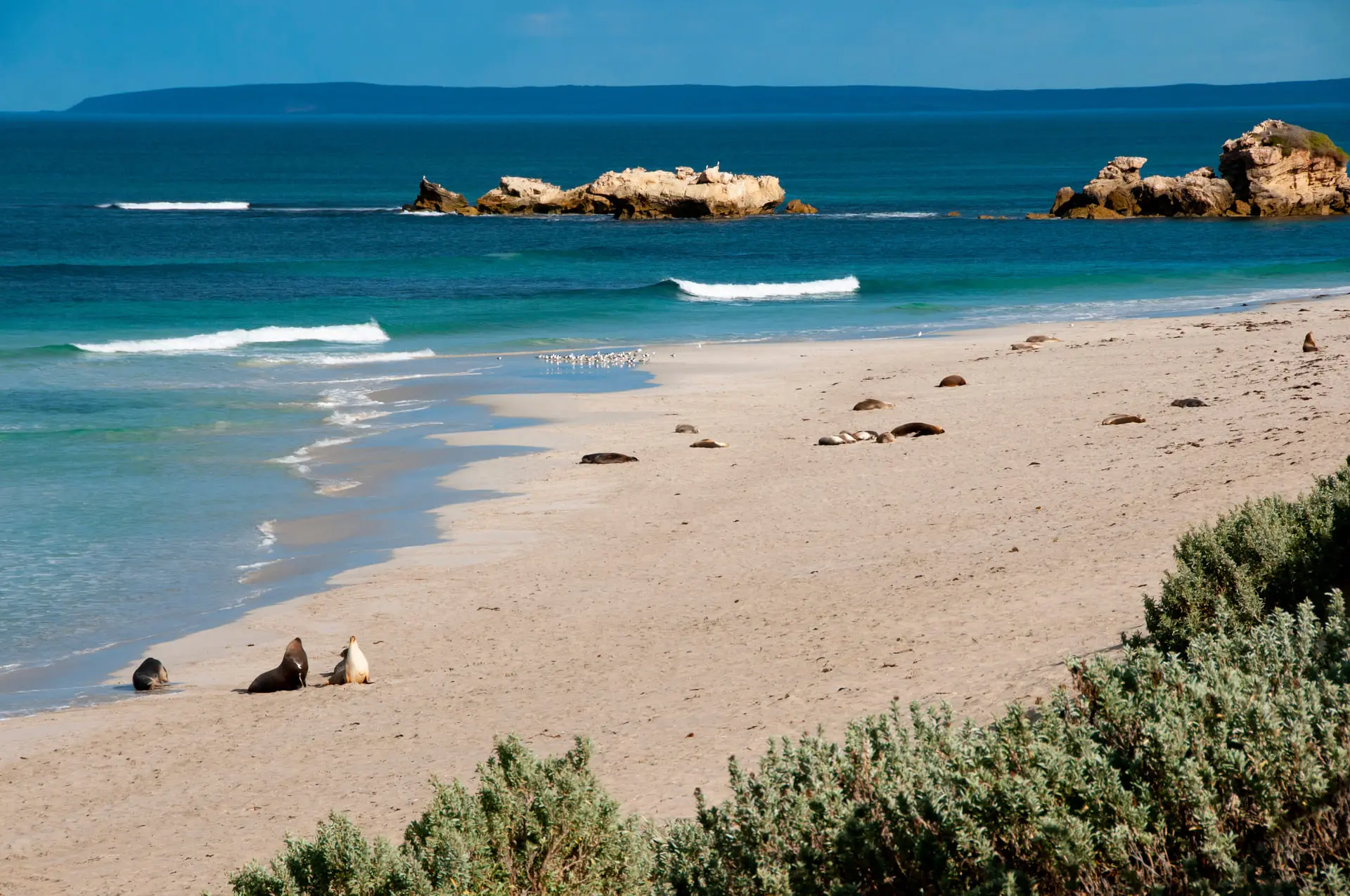 澳洲袋鼠島【adobe Stock】靜靜地看著沙灘上的海獅日常，自己的心情也感覺愜意起來。